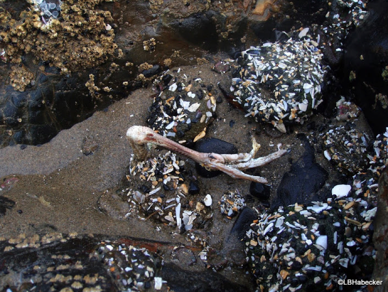 Illustration for article titled Watching This Sea Anemone Eat A Bird Will Completely F@#k You Up